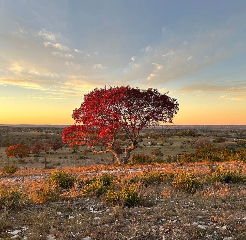 Sunset Ridge at Elevation Ranch showcasing a red leafed tree.