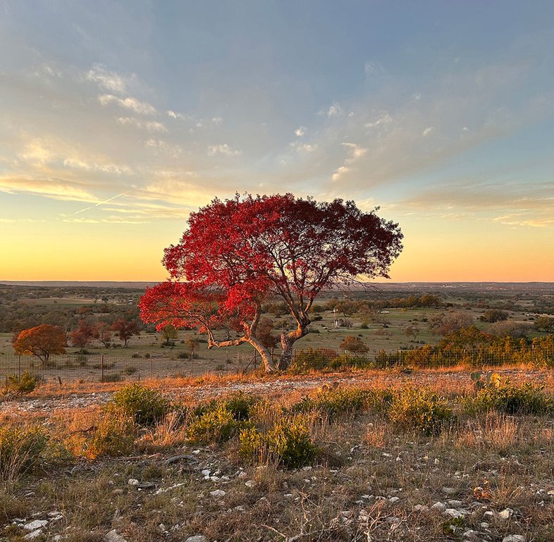 Sunset Ridge at Elevation Ranch showcasing a red leafed tree.