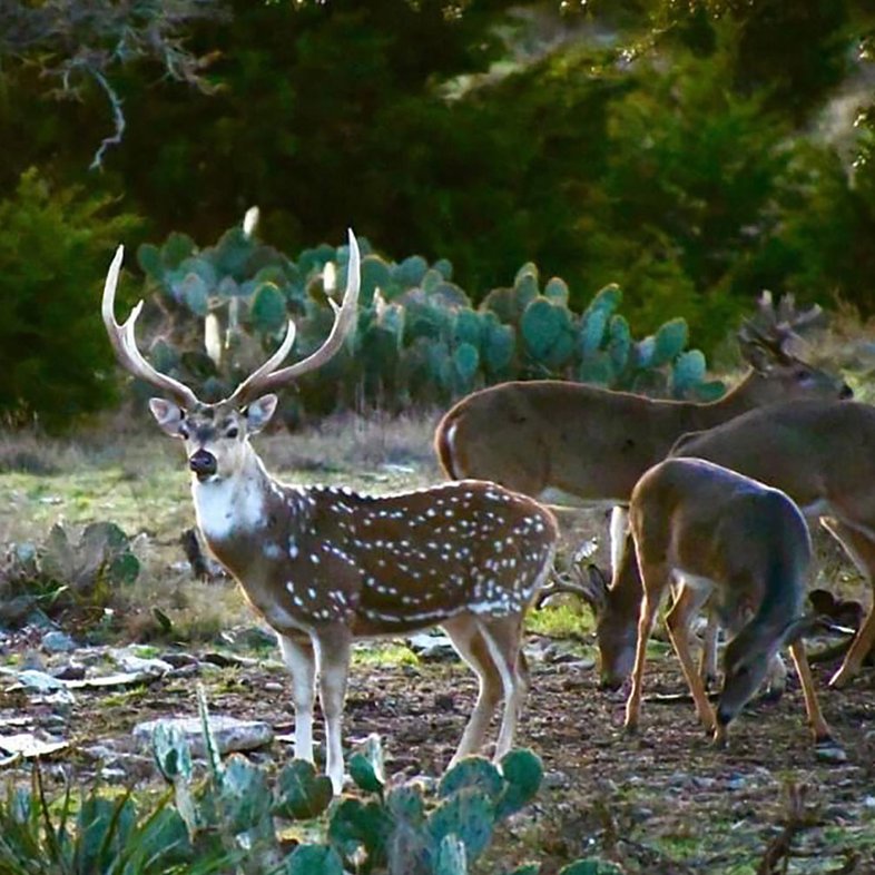 Axis Deer at Elevation Ranch.