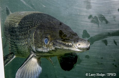 Face shot of an alligator gar in an aquarium