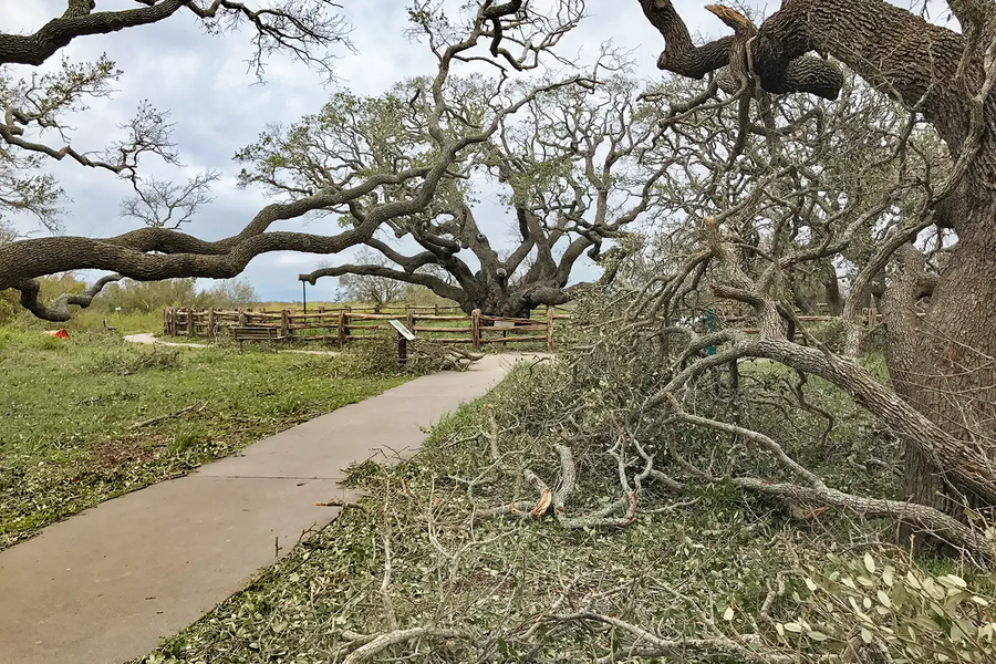Fallen trees after a hurican with a tree that is still standing in the background.