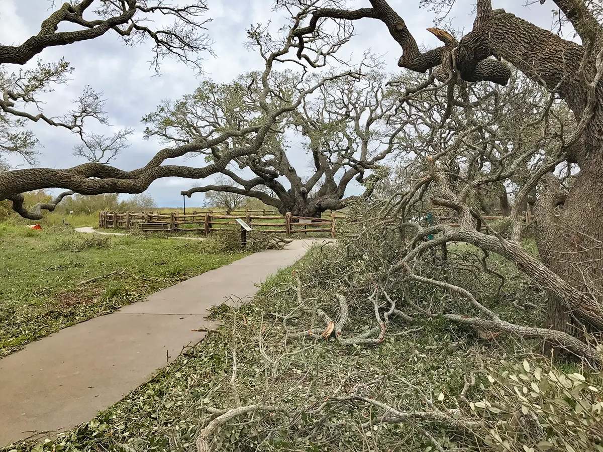 Fallen trees after a hurican with a tree that is still standing in the background.
