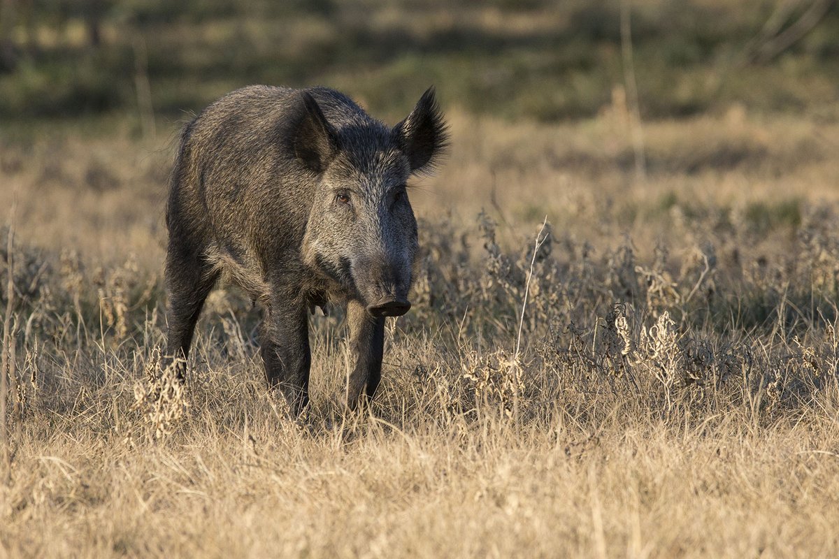 Feral hog in a field