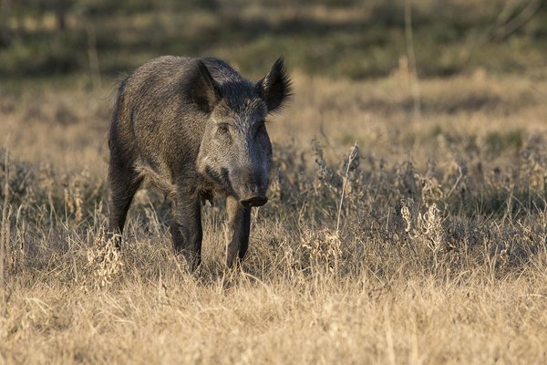 Feral hog in a field