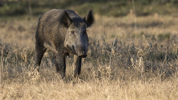 Feral hog in a field