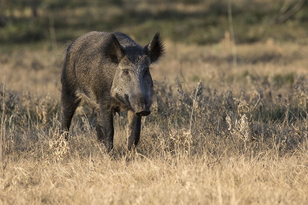 Feral hog in a field