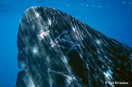 Scars on the fin of a whale shark