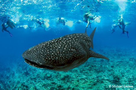 Divers following a whale shark.