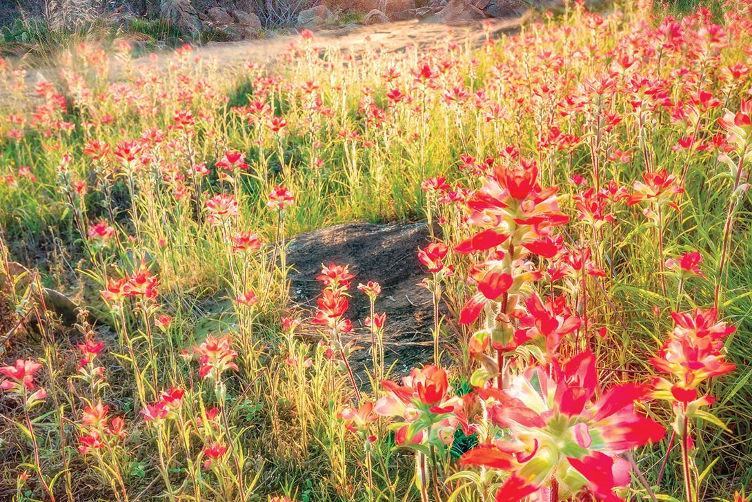 Sunburst behind a field of red flowers and rocky terrain