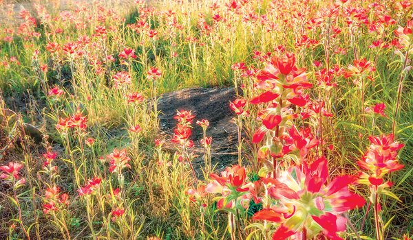 Sunburst behind a field of red flowers and rocky terrain
