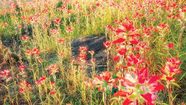Sunburst behind a field of red flowers and rocky terrain