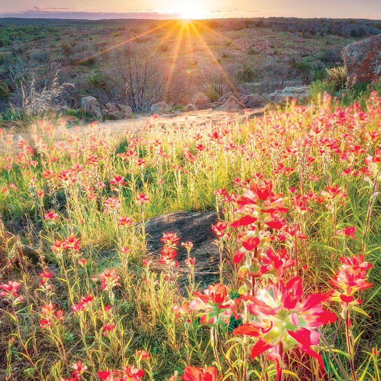 Sunburst behind a field of red flowers and rocky terrain