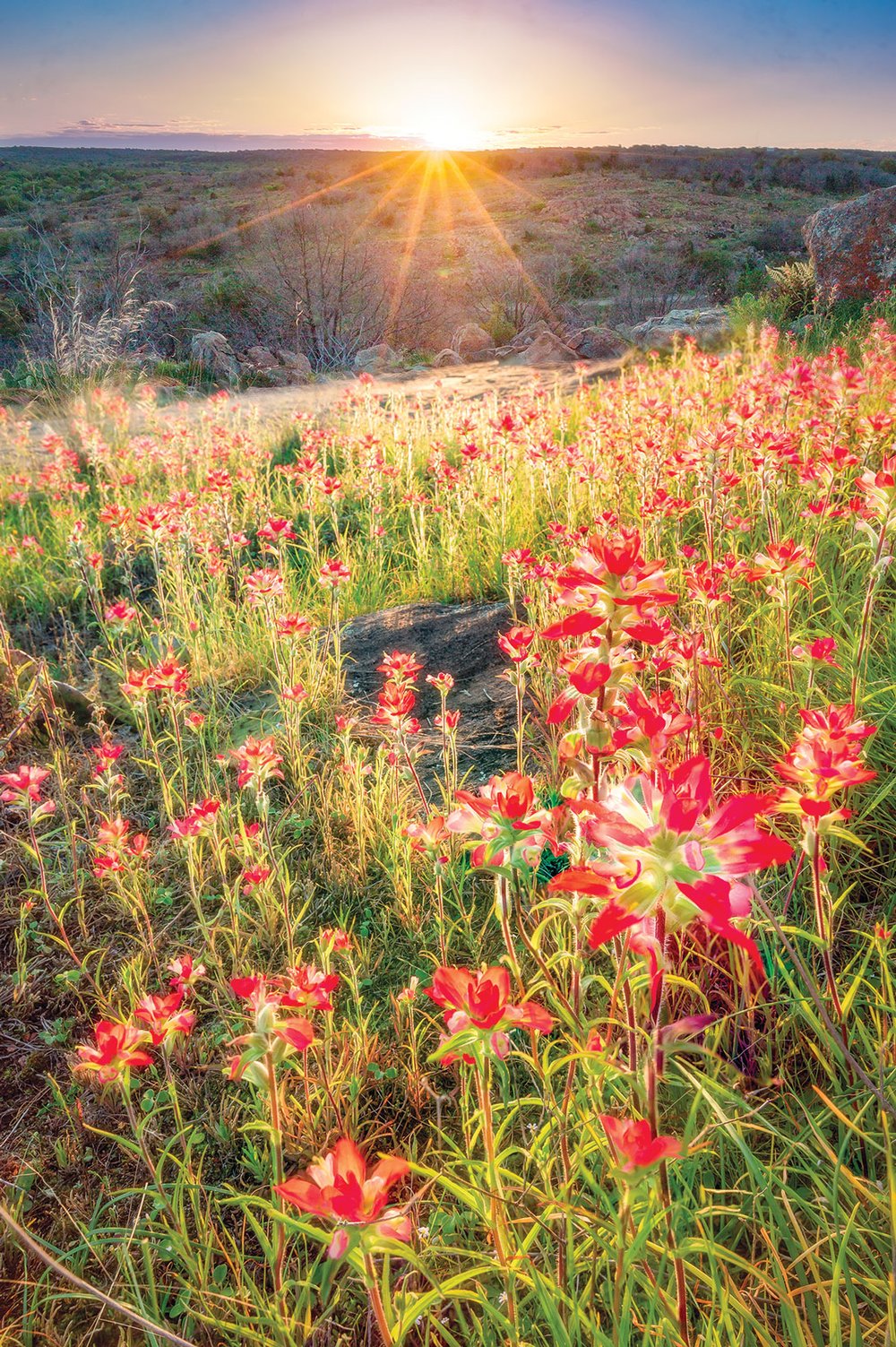 Sunburst behind a field of red flowers and rocky terrain