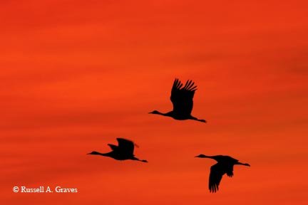 Heron's flying in front of a red orange sky