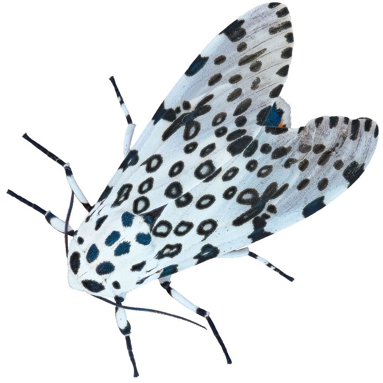 White and black spotted GIANT LEOPARD (Hypercompe Scribonia) moth