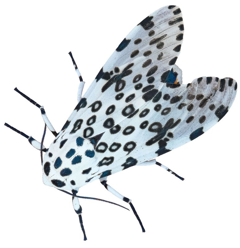 White and black spotted GIANT LEOPARD (Hypercompe Scribonia) moth