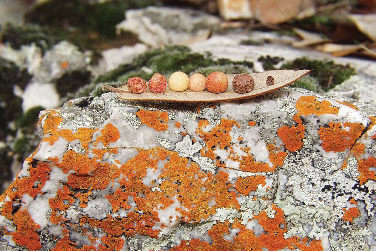 Galls on leaf on Lichen Covered Rock