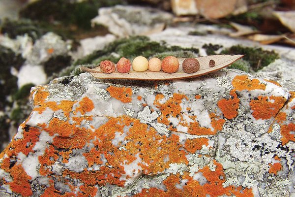 Galls on leaf on Lichen Covered Rock
