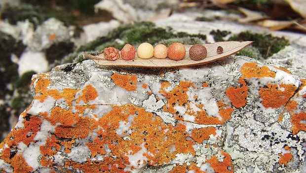 Galls on leaf on Lichen Covered Rock