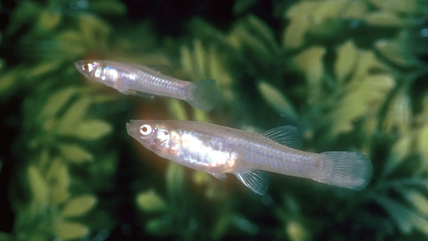 Gambusia a tiny silver fish that lived in the San Marcos River