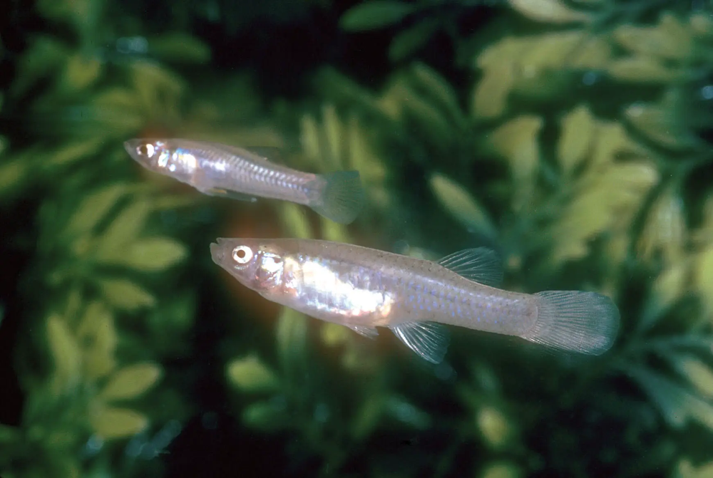 Gambusia a tiny silver fish that lived in the San Marcos River