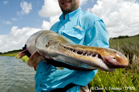 Alligator gar being held by a man at the edge of the water