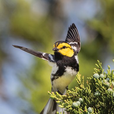 Golden Cheeked Warbler