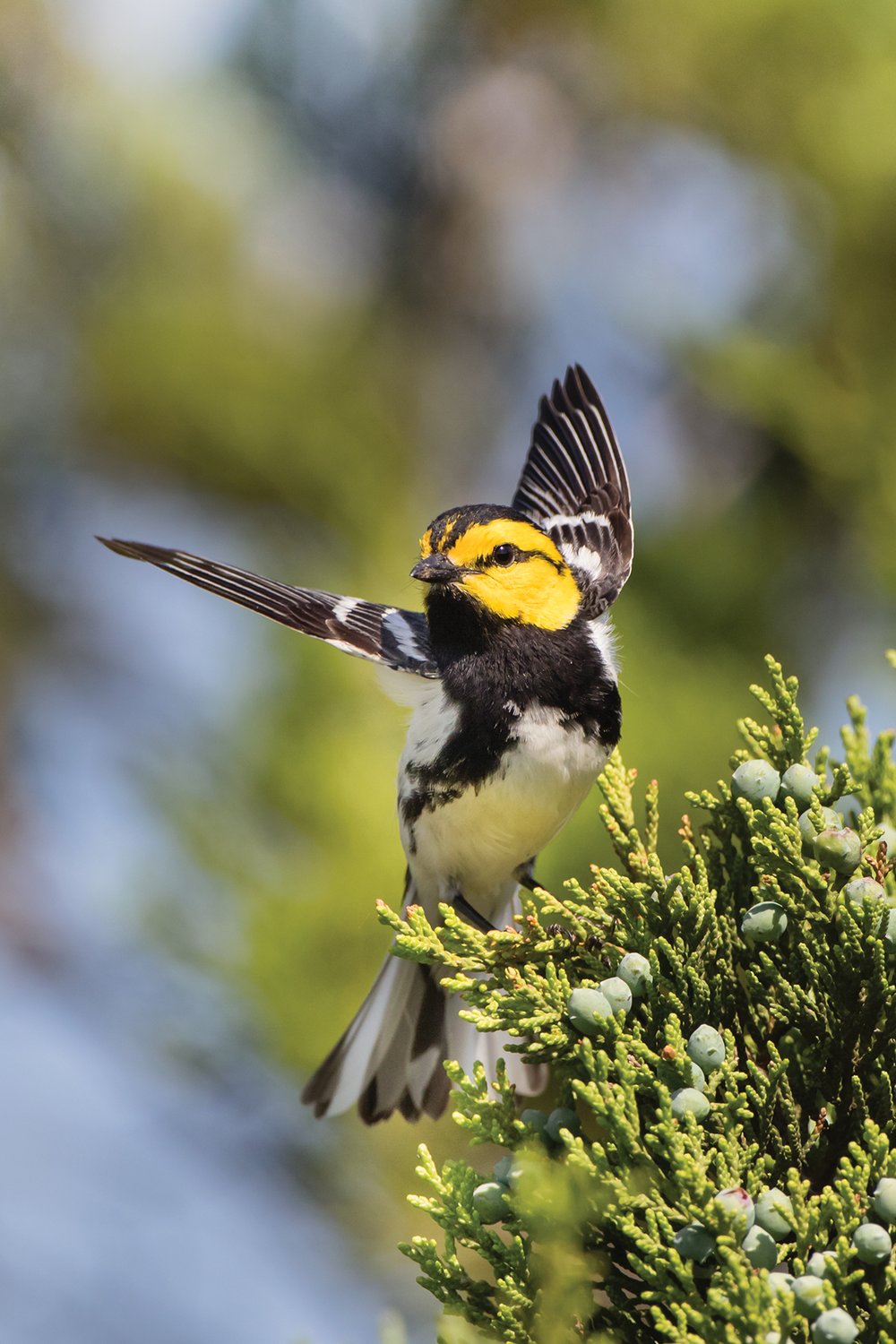 Golden Cheeked Warbler