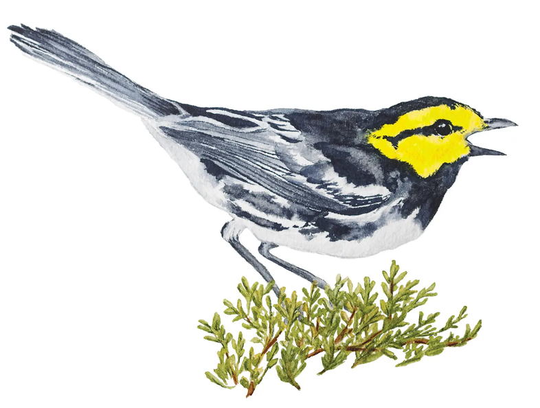Golden Cheeked Warbler sitting on a branch illustration