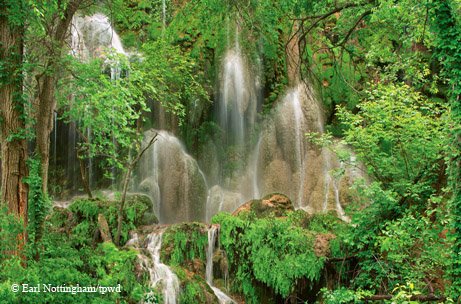 Gorman-Falls-surrounded by green foliage