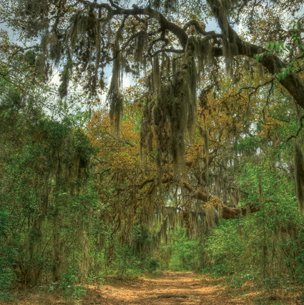 Government Canyon State Natural Area trees with moss overhang a trail