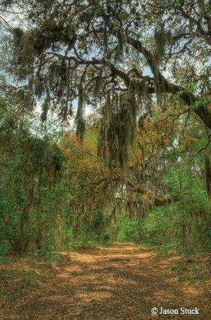 Government Canyon State Natural Area trees with moss overhang a trail