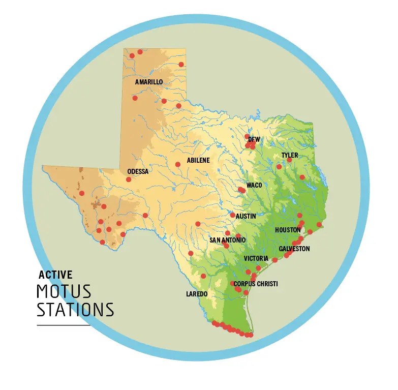 Graphic showing a map of Texas motus stations.