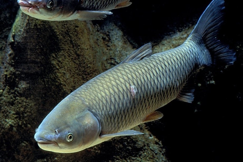 Grass Carp swimming next to an underwater formation