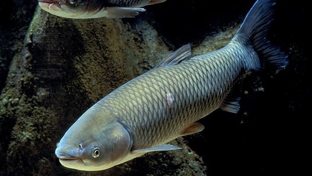 Grass Carp swimming next to an underwater formation