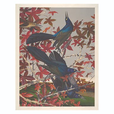 Great-tailed Grackle by Scott Gentling