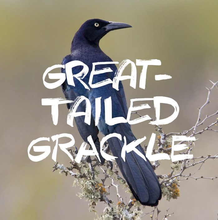 All black yellow eyed Great-tailed Grackle perched atop branches of a shrub. The name of the bird is written across the grackle in three lines
