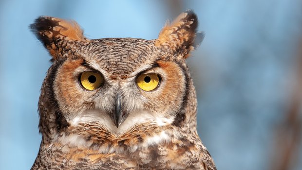 Great Horned Owl Closeup