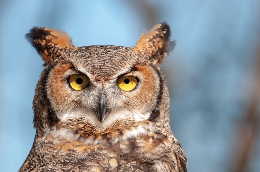 Great Horned Owl Closeup