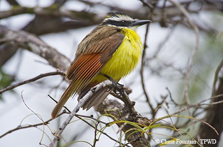 Great Kiskadee sitting in a tree