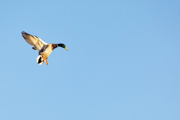 Green and tan duck coming in for a landing with a blue sky with a couple of clouds.