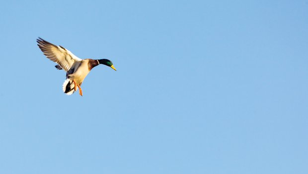 Green and tan duck coming in for a landing with a blue sky with a couple of clouds.
