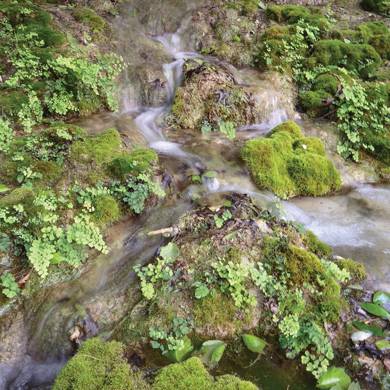 Green growth on rocks in water at Honey Creek.