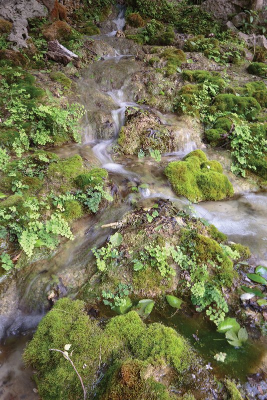 Green growth on rocks in water at Honey Creek.