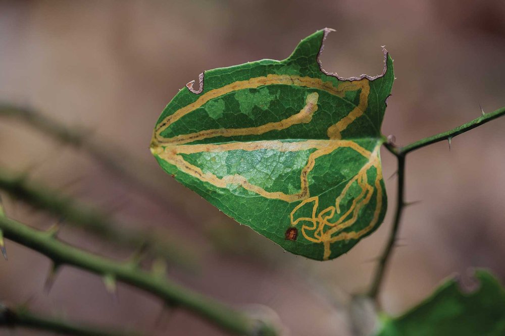 Greenbrier Leaf with Leafminer Trails