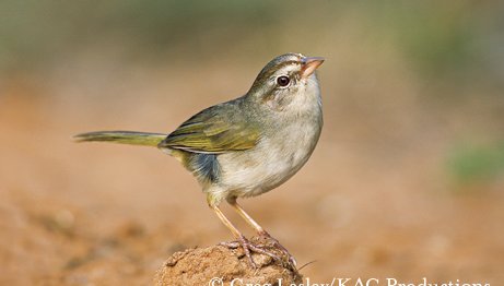 loggerhead shrike sits on the ground with an upward tilt of the head