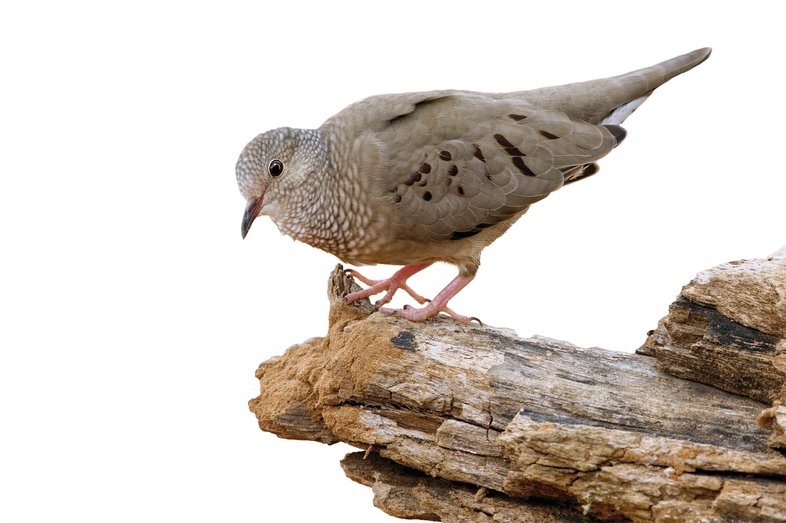 Ground dove on a rock formation