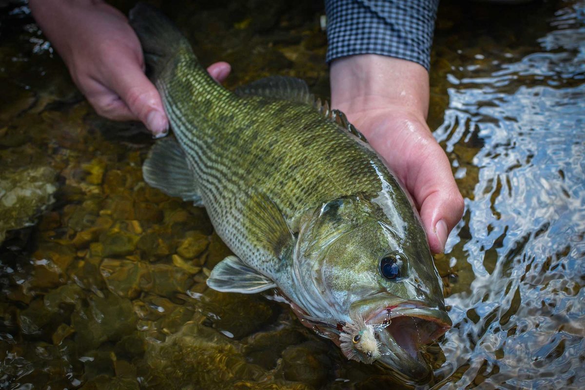 Guadalupe Bass being held in a hand just above the water