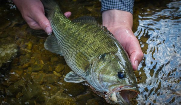 Guadalupe Bass being held in a hand just above the water