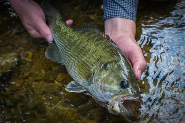 Guadalupe Bass being held in a hand just above the water